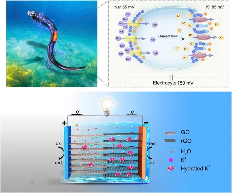 A moisture-enabled fully printable power source inspired by electric eels