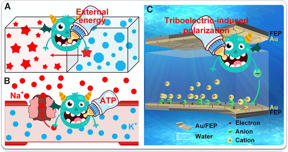 Harnessing triboiontronic Maxwell’s demon by triboelectric-induced polarization for efficient energy-information flow