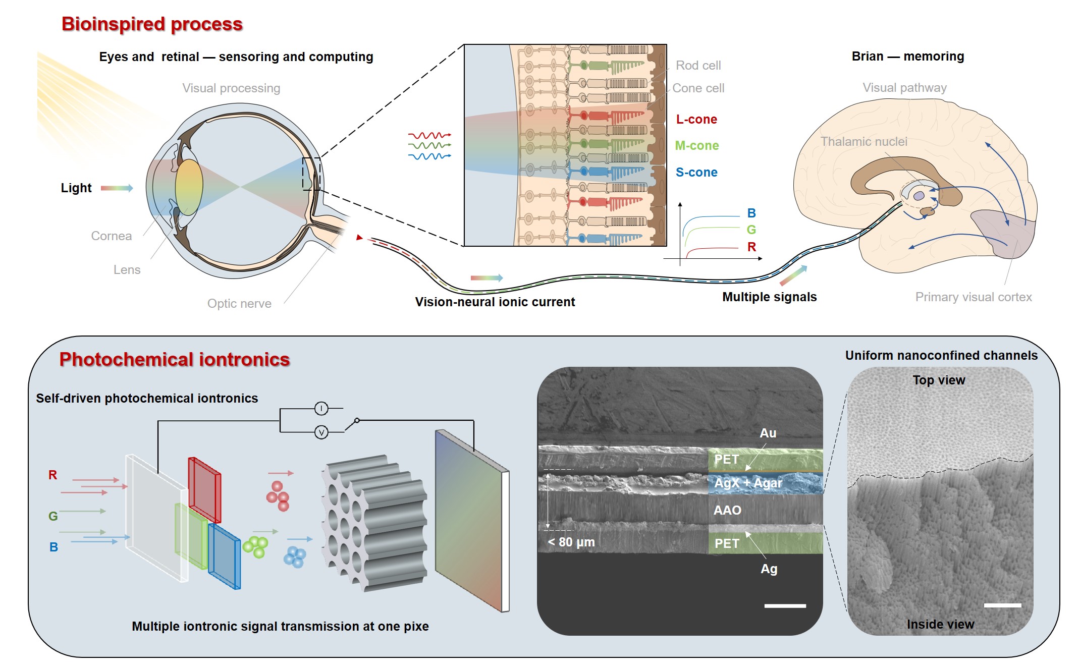 Photochemical iontronics with multitype ionic signal transmission at single pixel for self-driven color and tridimensional vision